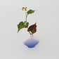 Arita ware | Takuma Tsuji | Single flower vase Flat vase "blue"